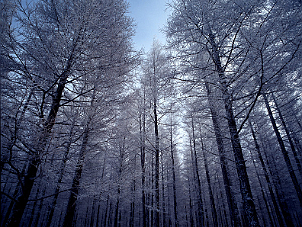 賽罕壩森林公園 Sai Han Ba Forrest Park