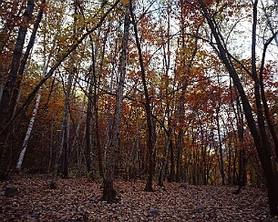 20081108_0095