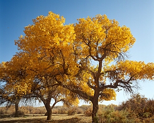 20091019_0283