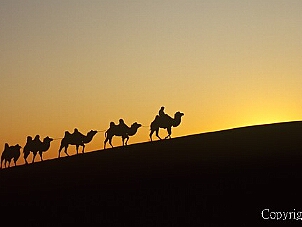 沙漠駝蹤 Camel