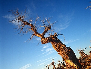 怪樹林 Weird Forest