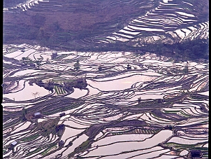 元陽