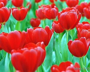 20110320_0056