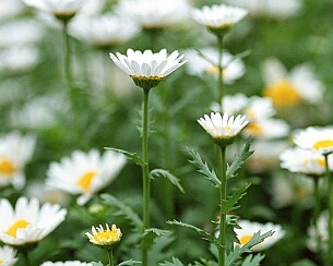20110320_0101