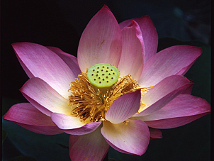 荷花 Lotus．2006