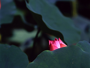 荷花 Lotus．2007