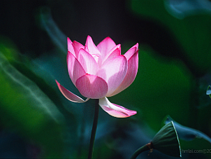 城門谷公園荷花 Shing Mun Valley Lotus．Jun 2021