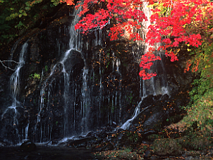 中野紅葉山