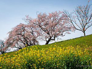 木曽川堤