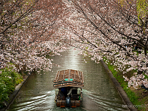 伏見十石舟 Fushimi Jukkokubune