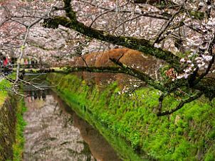 哲学の道 Tetsugaku No Michi