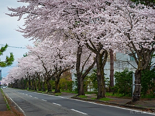 日中線しだれ桜並木