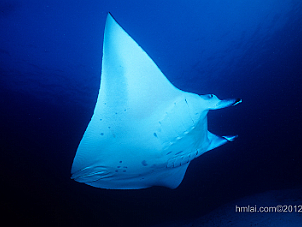 Mantas