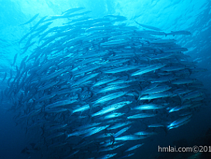Barracuda